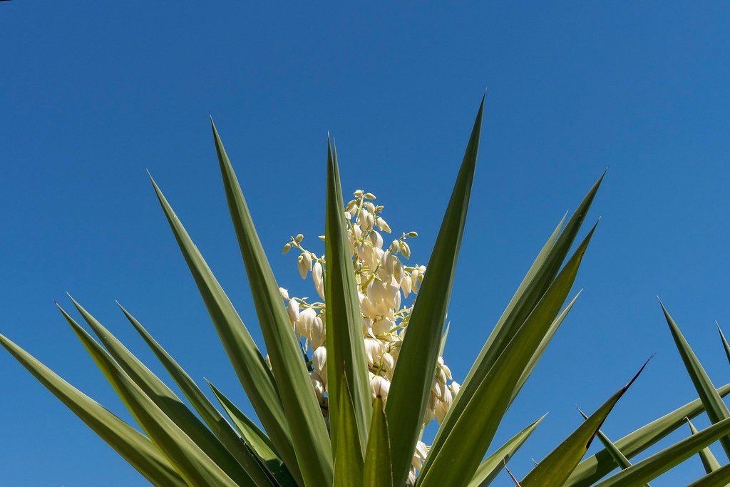 14. Yucca (dvolic, Flickr, CC BY 2.0)