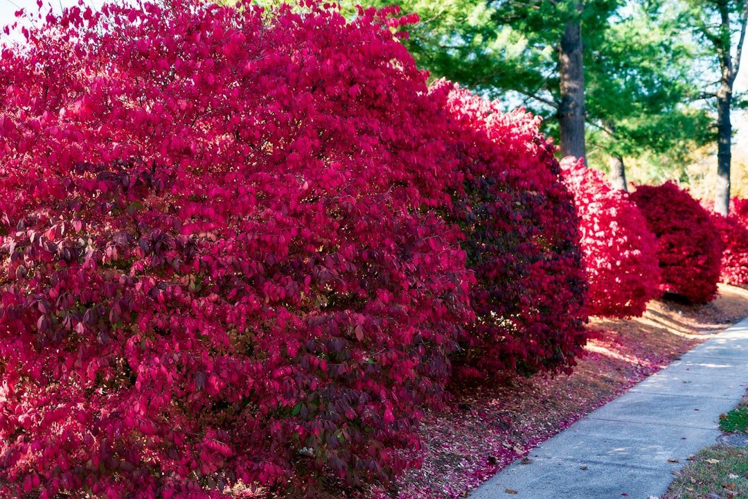 15. Burning Bush (Image Credits: Unsplash)
