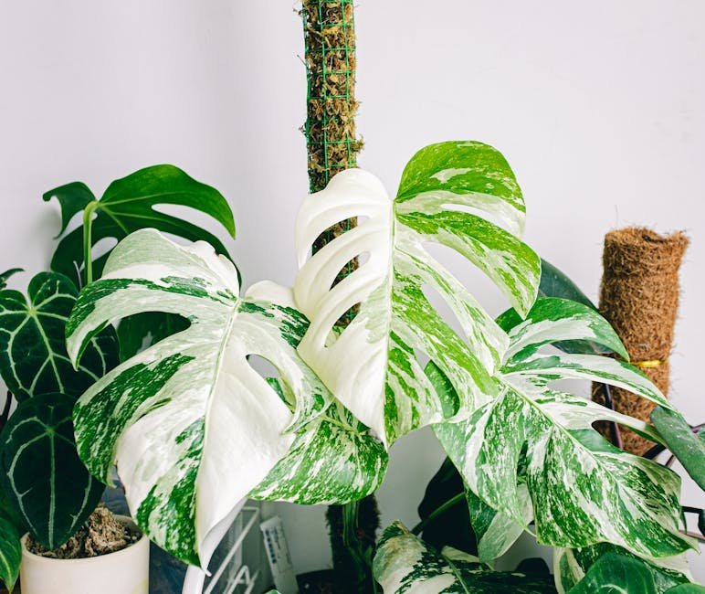 16. Variegated Monstera (Rare Varieties) (Image Credits: Pexels)