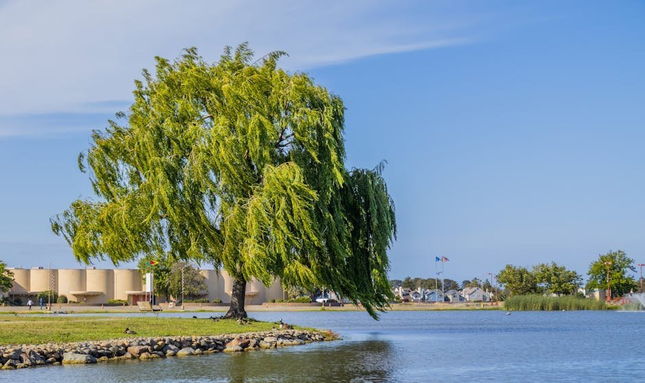 18. Willow Trees (Planted Near Infrastructure) (Image Credits: Pexels)