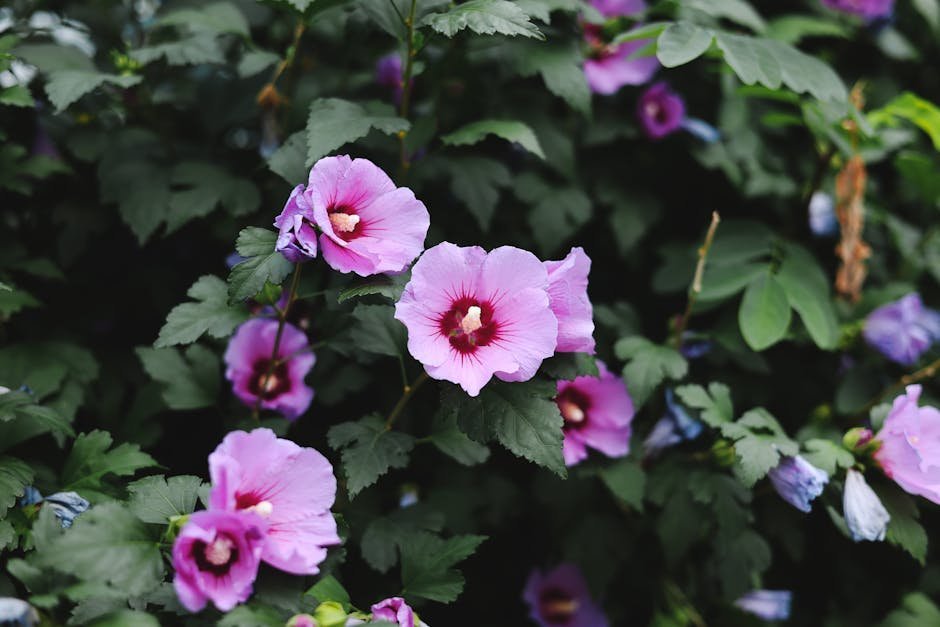 19. Rose of Sharon (Image Credits: Pexels)