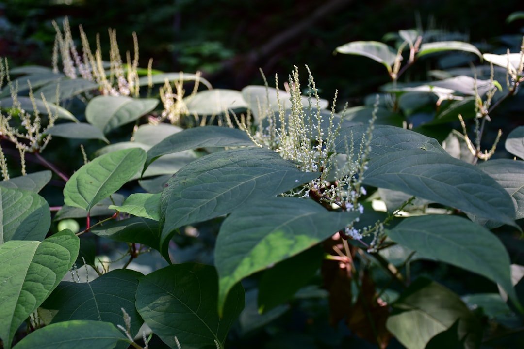 2. Japanese Knotweed - The Plant That Breaks Foundations (Image Credits: Unsplash)