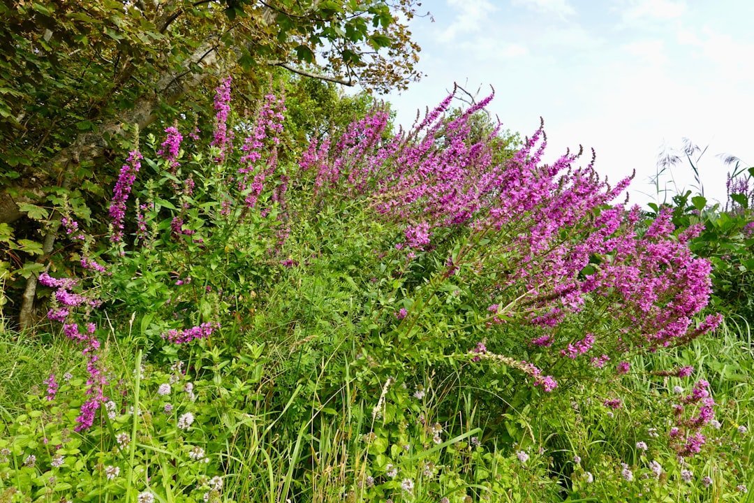 3. Purple Loosestrife - The Wetland Takeover (Image Credits: Unsplash)