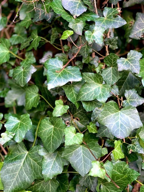 4. English Ivy - The Romantic Groundcover Gone Wrong (Image Credits: Pexels)
