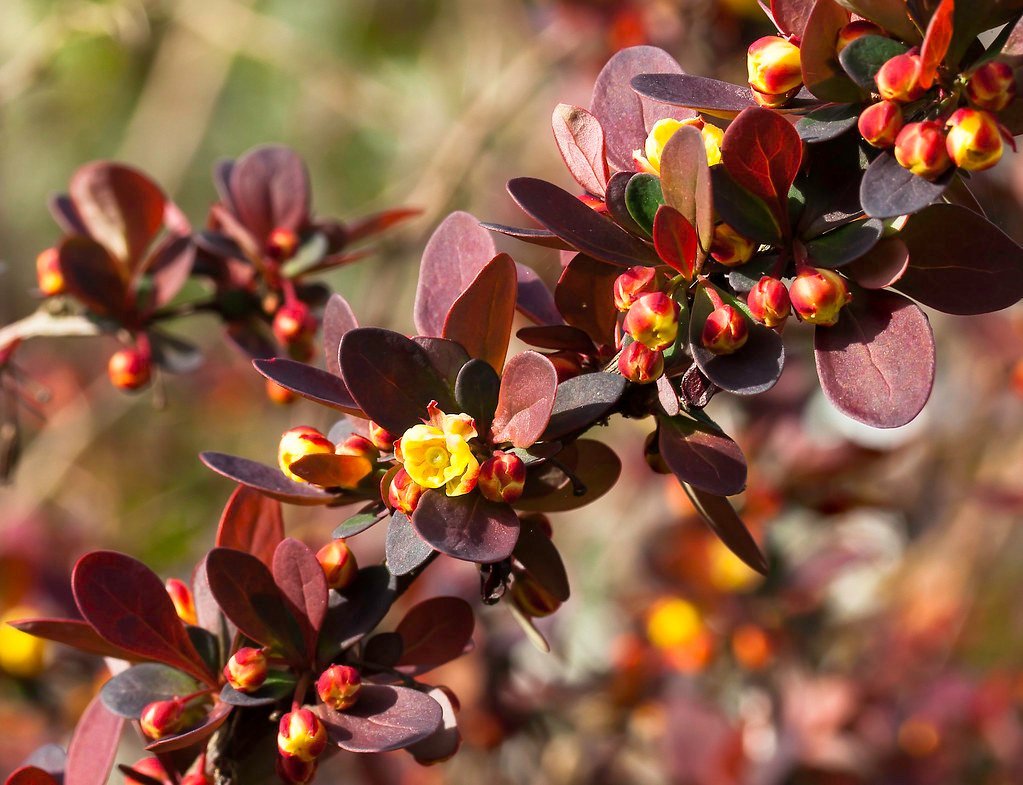 5. Japanese Barberry - Beautiful, Invasive, and a Tick Haven (docoverachiever, Flickr, CC BY 2.0)
