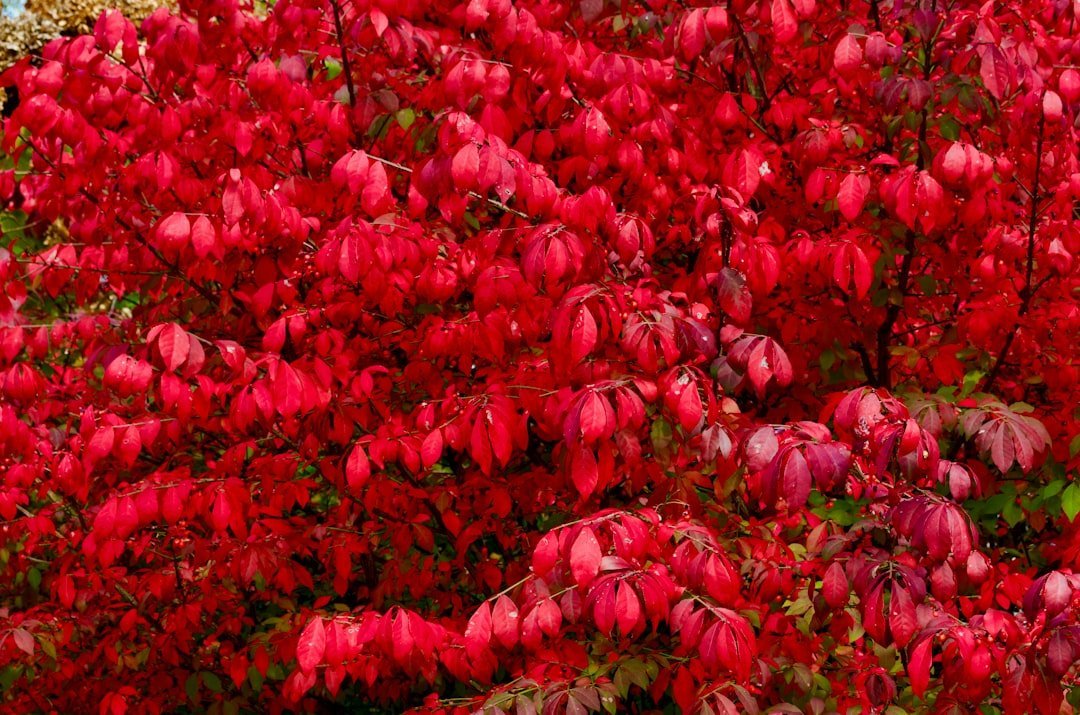 6. Burning Bush - Still Sold at Big Box Stores, Still Illegal in Some States (Image Credits: Unsplash)