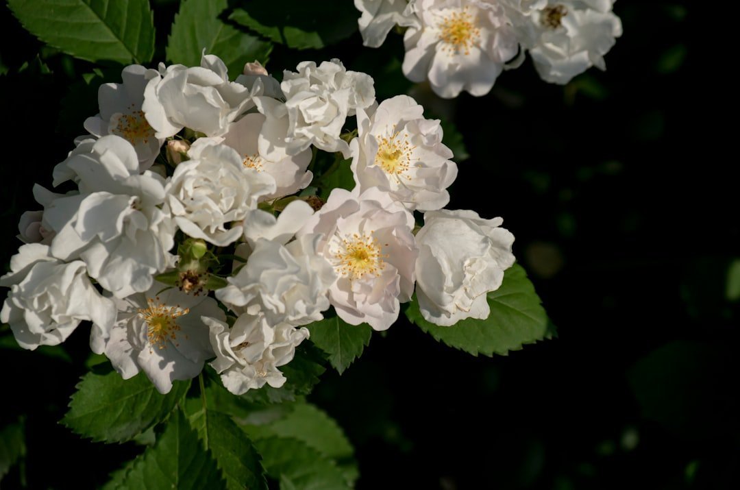 8. Multiflora Rose - The "Wildlife-Friendly" Plant That Took Over (Image Credits: Unsplash)