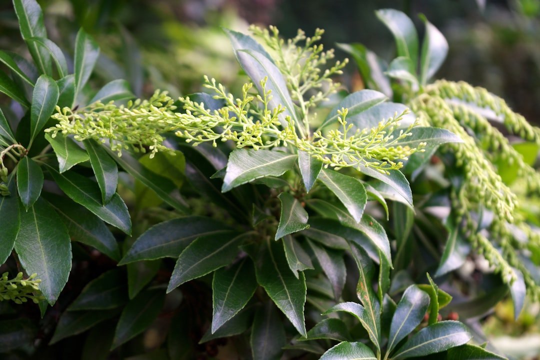 9. Chinese Privet - Banned Across the South (Image Credits: Unsplash)