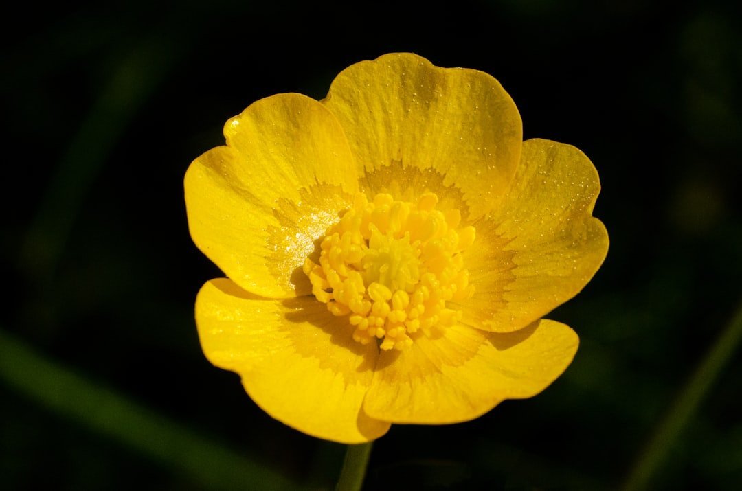 10. Fig Buttercup - Small Flower, Big Problem (Image Credits: Unsplash)