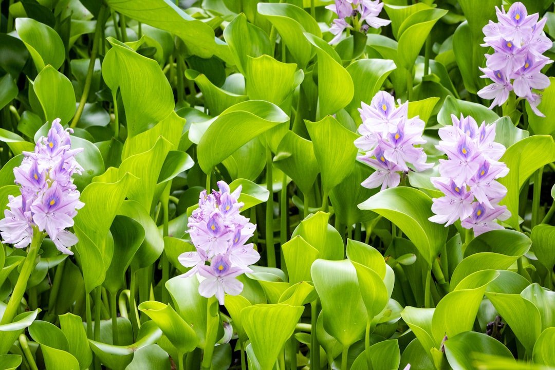 11. Water Hyacinth - The Pond Plant That Closes Lakes (Image Credits: Unsplash)