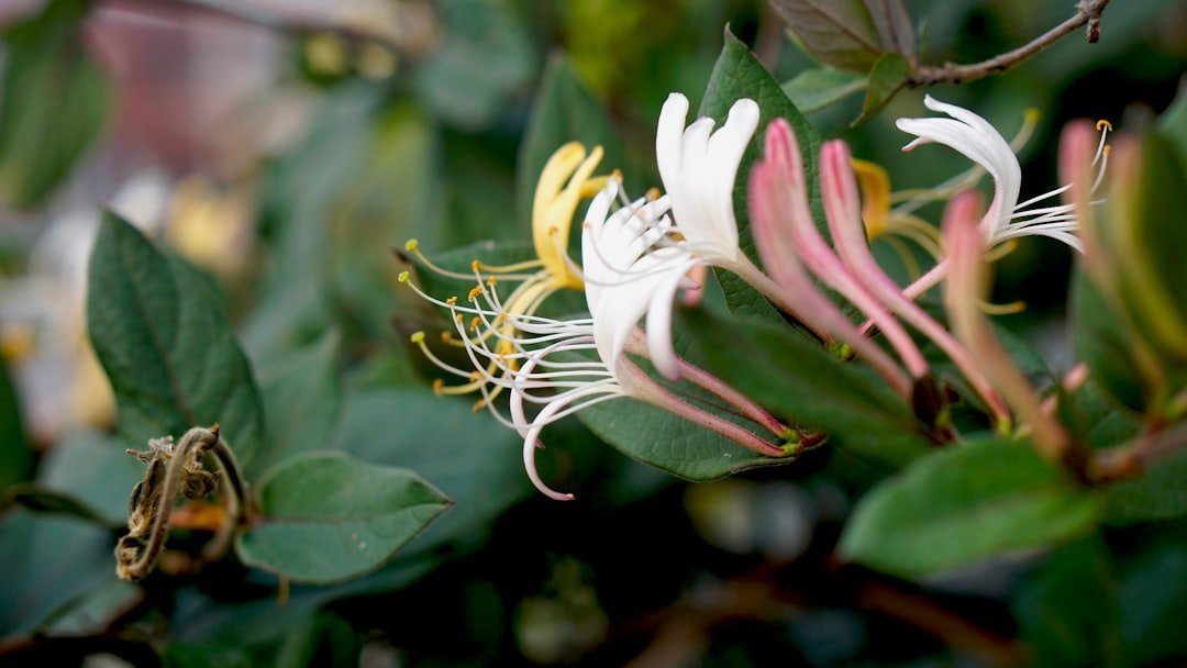 13. Japanese Honeysuckle - Spreading by Bird, Not Just by Garden (Image Credits: Unsplash)