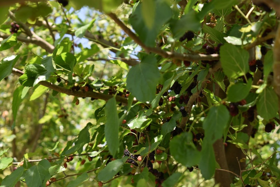 14. Common Buckthorn - The Thicket Builder (Image Credits: Unsplash)