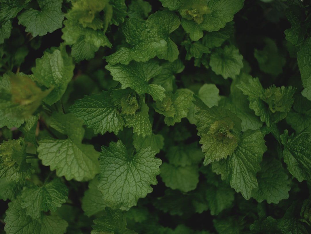 15. Garlic Mustard - One Plant, Thousands of Seeds (Image Credits: Unsplash)