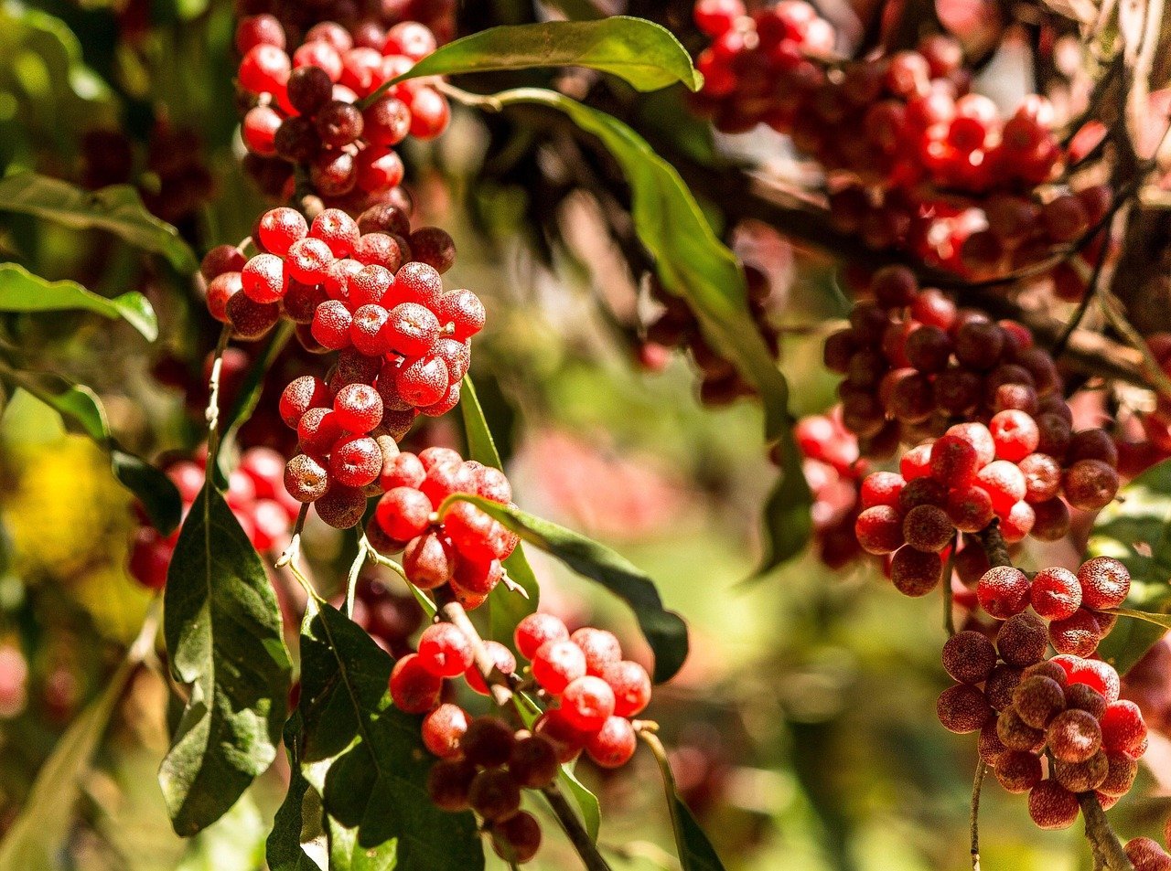 16. Autumn Olive - Birds Love It, Ecosystems Don't (Image Credits: Pixabay)