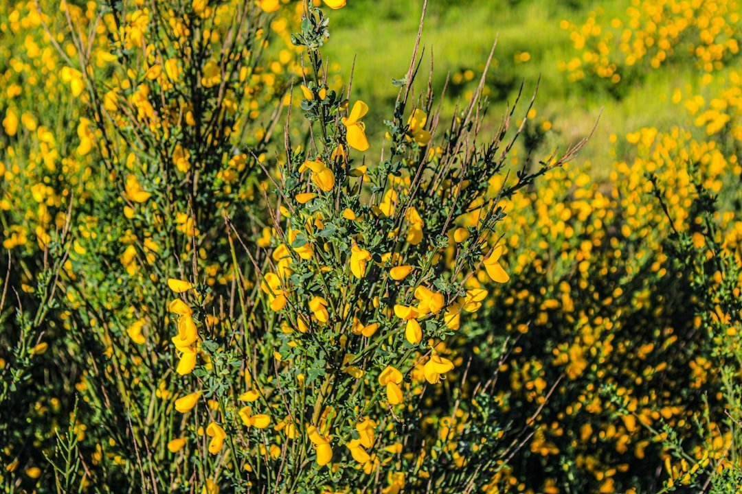 17. Scotch Broom - Yellow Flowers, Dangerous Thickets (Image Credits: Unsplash)