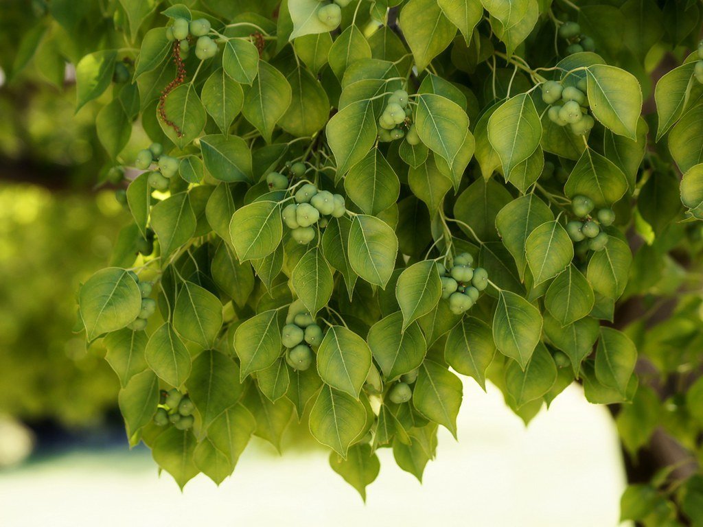 20. Chinese Tallow (Popcorn Tree) - Toxic and Invasive (Tatters ✾, Flickr, CC BY-SA 2.0)