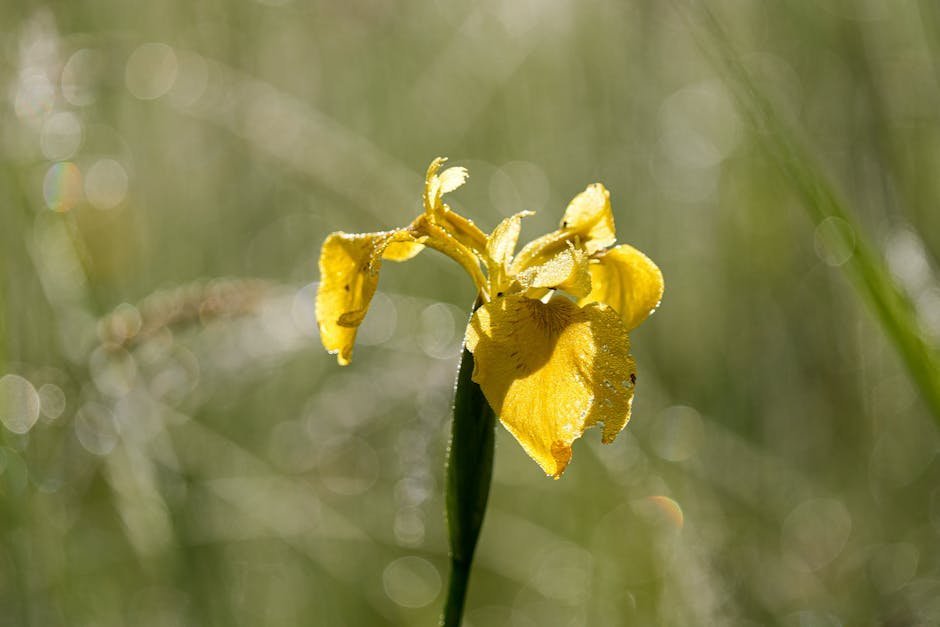 21. Yellow Iris - The Gorgeous Wetland Wrecker (Image Credits: Pexels)