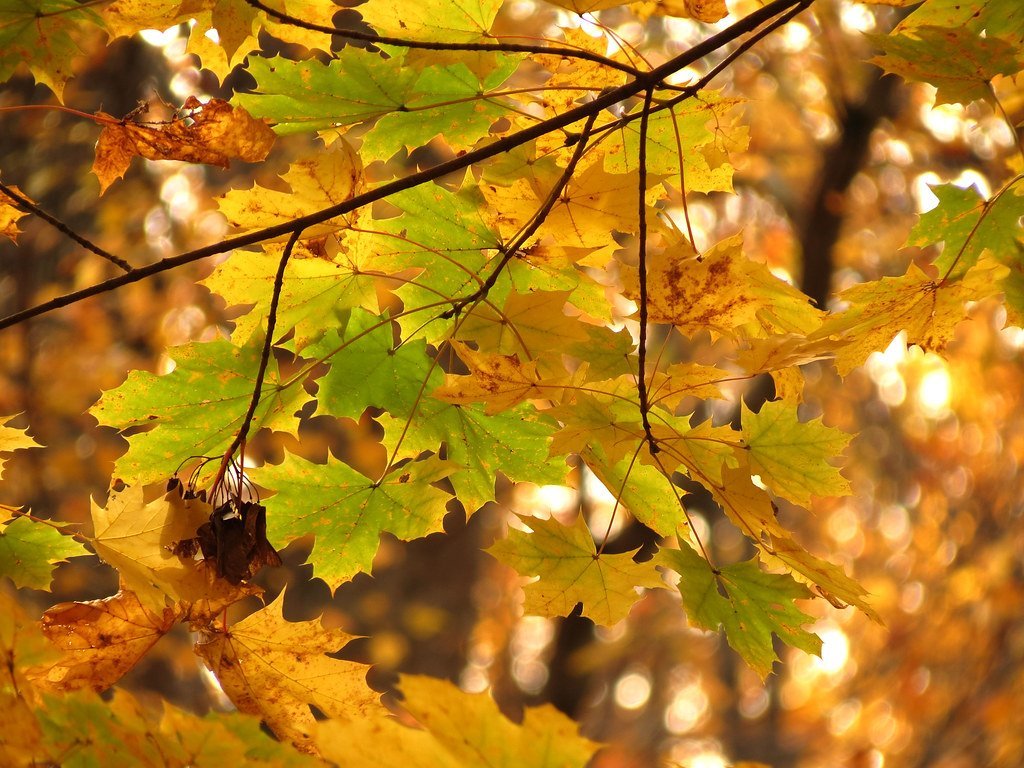 22. Norway Maple - The Street Tree That Escaped (treegrow, Flickr, CC BY 2.0)