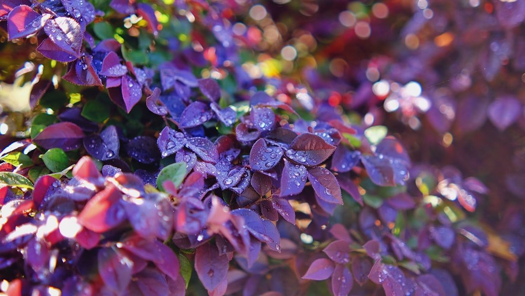 23. Purple Wintercreeper - Indiana's Banned Groundcover (Image Credits: Unsplash)