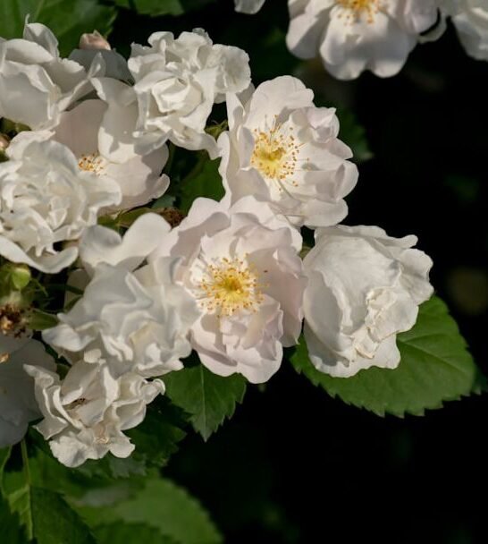 Are You Growing Any of These 24 Plants? (Check This [State] Banned List Before You Get Fined)