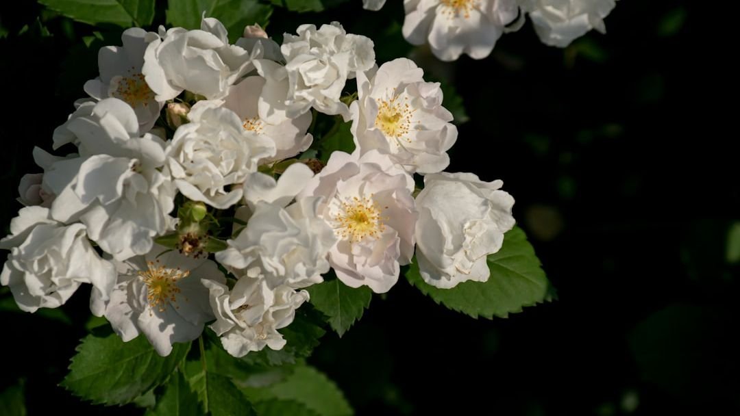 Are You Growing Any of These 24 Plants? (Check This [State] Banned List Before You Get Fined)