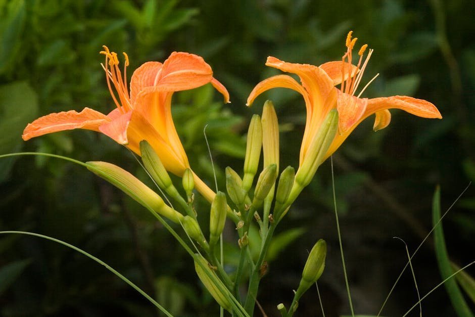 1. Daylily (Hemerocallis) (Image Credits: Pexels)
