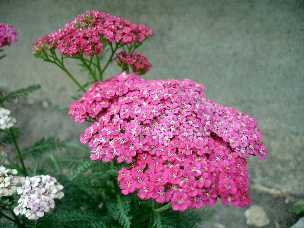 3. Yarrow (Achillea millefolium) (daryl_mitchell, Flickr, CC BY-SA 2.0)