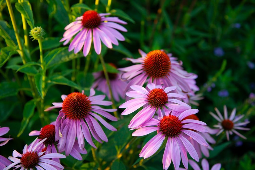 4. Purple Coneflower (Echinacea purpurea) (Image Credits: Unsplash)