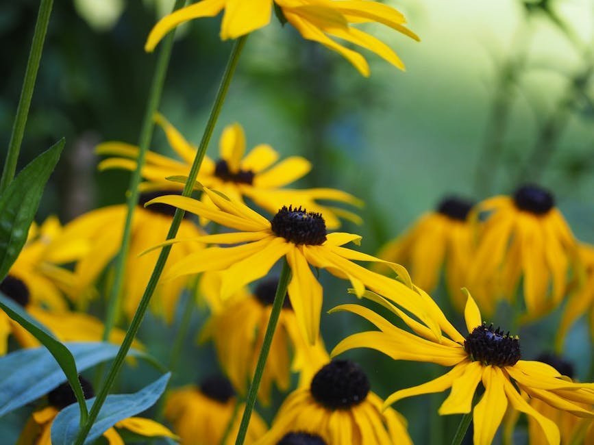 5. Black-Eyed Susan (Rudbeckia fulgida) (Image Credits: Pexels)