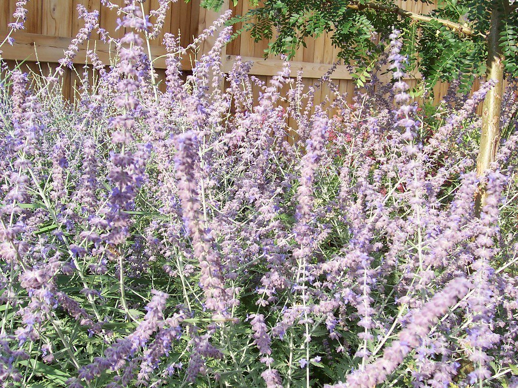 6. Russian Sage (Salvia yangii) (patrick_standish, Flickr, CC BY 2.0)
