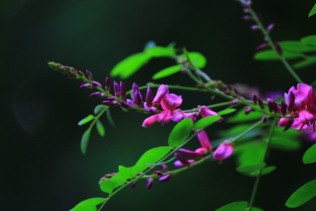 8. False Indigo (Baptisia australis) (Image Credits: Unsplash)