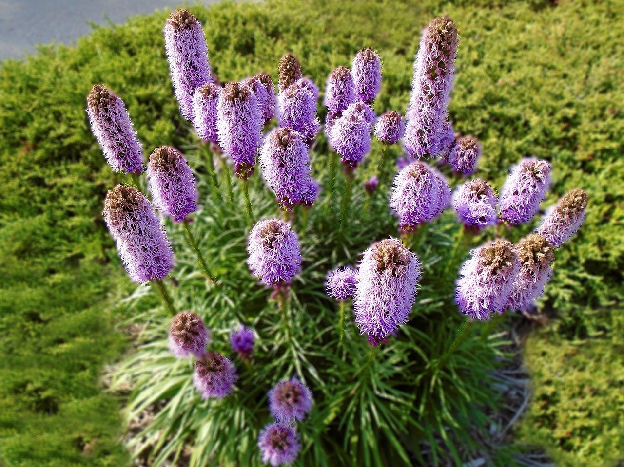 9. Blazing Star / Liatris (Liatris spicata) (Image Credits: Pixabay)