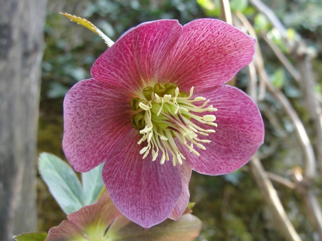 10. Hellebore (Helleborus) (Image Credits: Rawpixel)