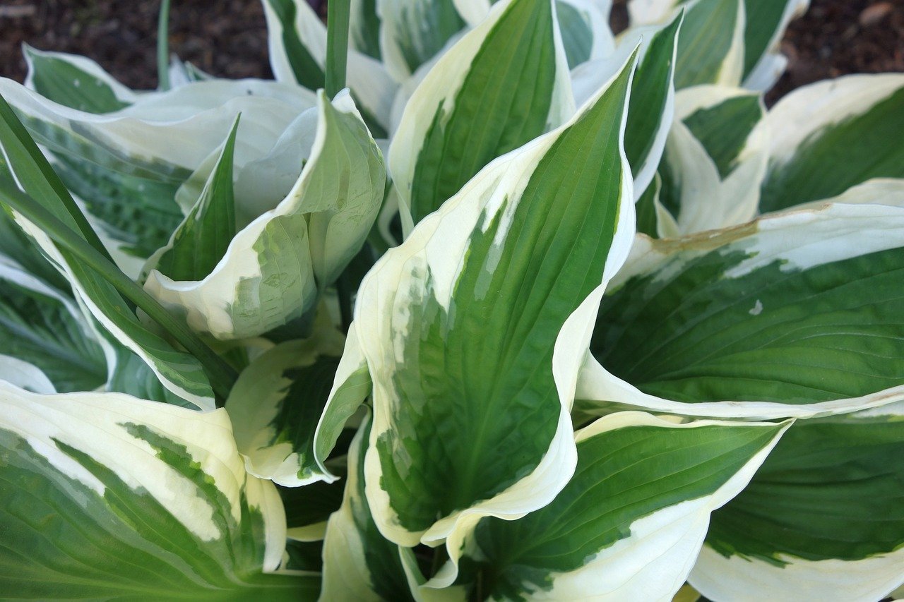 11. Hosta (Hosta spp.) (Image Credits: Pixabay)