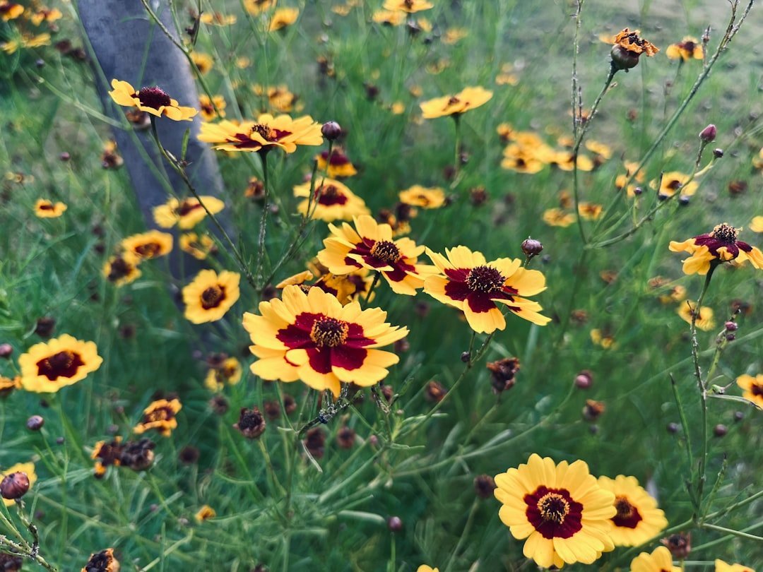 12. Coreopsis / Tickseed (Coreopsis verticillata) (Image Credits: Unsplash)