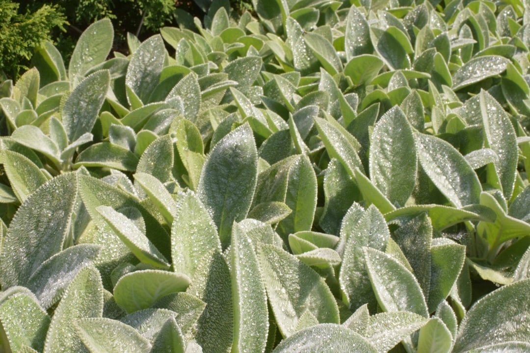 13. Lamb's Ear (Stachys byzantina) (Image Credits: Unsplash)