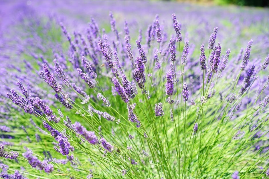 14. Lavender (Lavandula) (Image Credits: Pexels)
