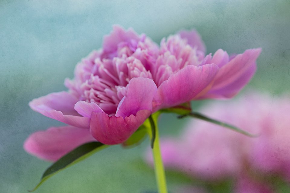 16. Peony (Paeonia hybrids) (Image Credits: Stocksnap)