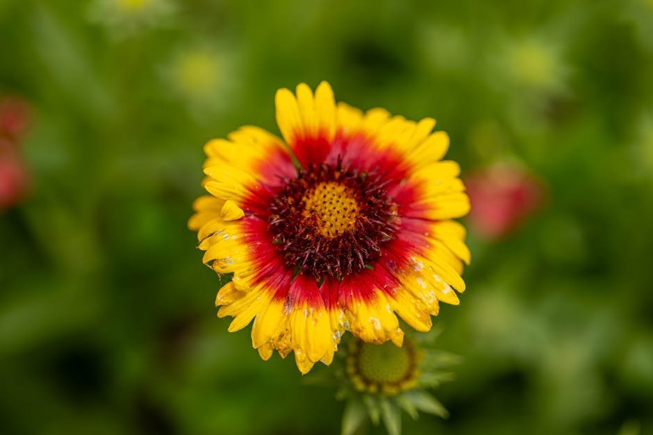 17. Blanket Flower (Gaillardia x grandiflora) (Image Credits: Pexels)