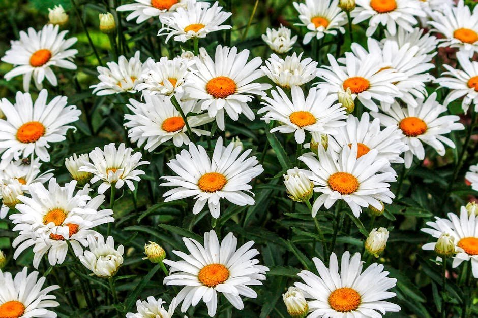 19. Shasta Daisy (Leucanthemum x superbum) (Image Credits: Pexels)