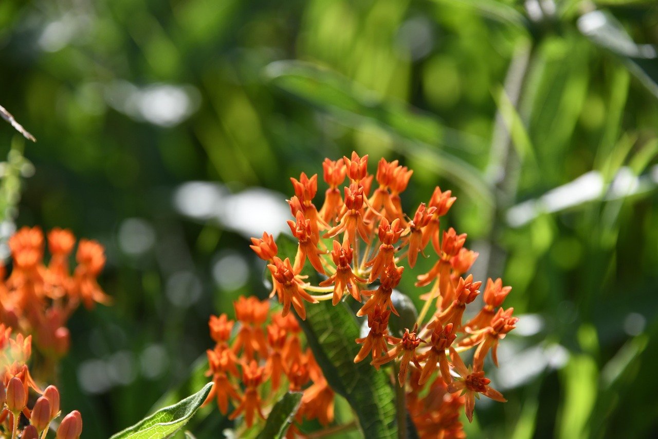 20. Butterfly Weed (Asclepias tuberosa) (Image Credits: Pixabay)
