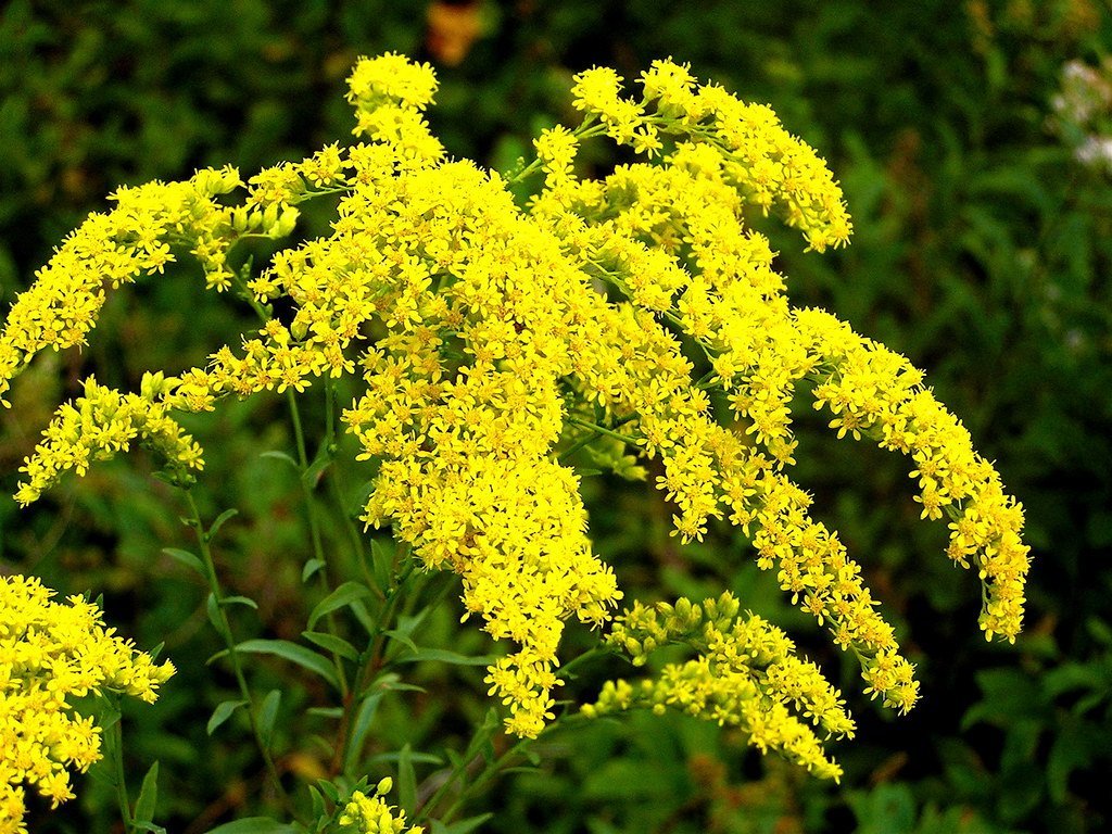 21. Goldenrod (Solidago) (Muffet, Flickr, CC BY 2.0)