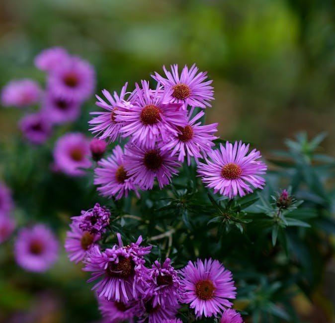 22. New England Aster (Symphyotrichum novae-angliae) (Image Credits: Pexels)