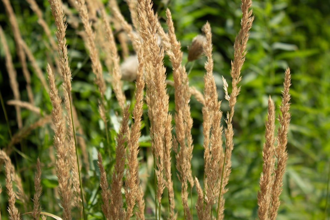 23. Karl Foerster Feather Reed Grass (Calamagrostis acutiflora) (Image Credits: Unsplash)