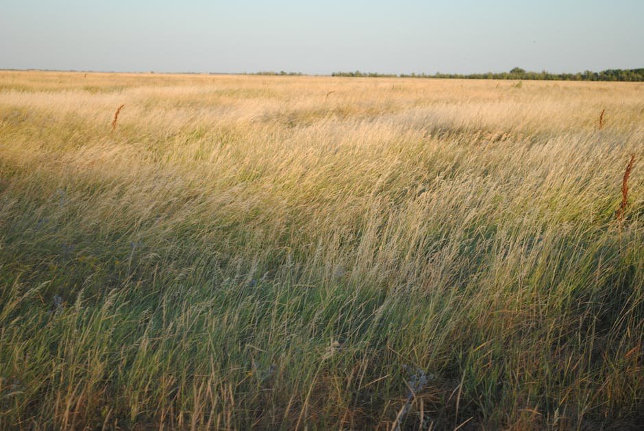 24. Switchgrass (Panicum virgatum) (Image Credits: Pexels)