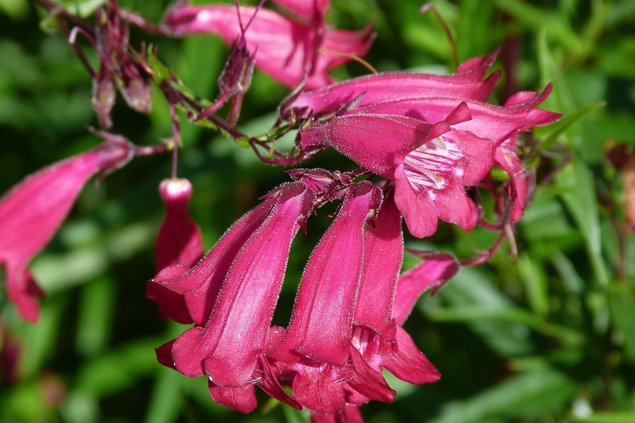 25. Penstemon (Penstemon spp.) (Image Credits: Pixabay)