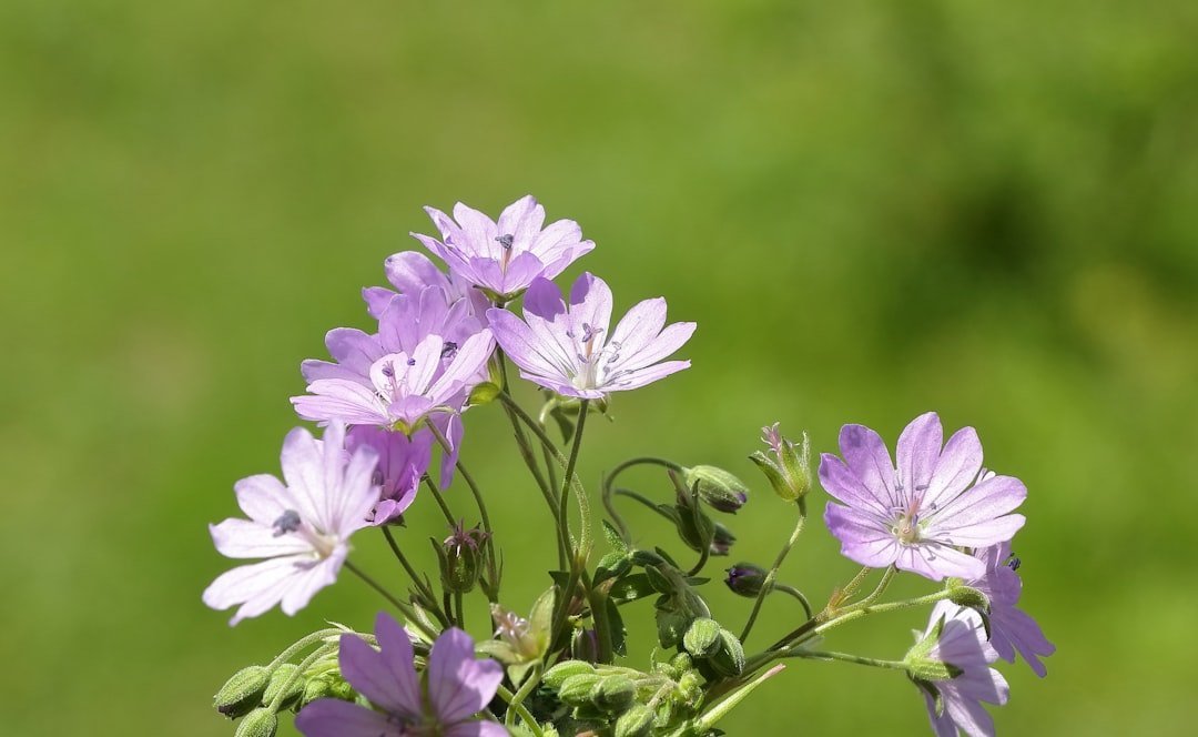 26. Hardy Geranium / Cranesbill (Geranium spp.) (Image Credits: Unsplash)