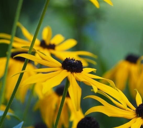 The 27 Indestructible Perennials That Actually Thrive When You Completely Ignore Them