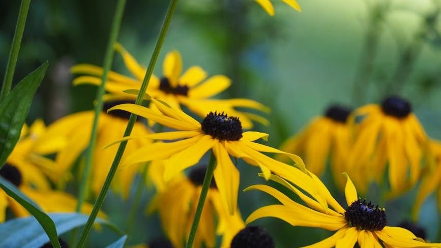 The 27 Indestructible Perennials That Actually Thrive When You Completely Ignore Them