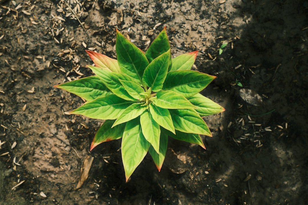 10. Over-Fertilizing Because "More Nutrients = More Growth" (Image Credits: Unsplash)